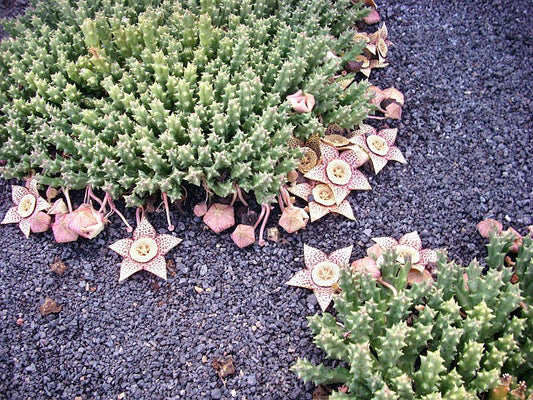 Stor og flot blomstrende Ordensstjerne (Stapelia variegata)