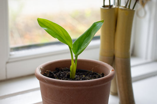 Frøplante af Smalbladet Paradisfugleblomst (Strelitzia parvifolia)