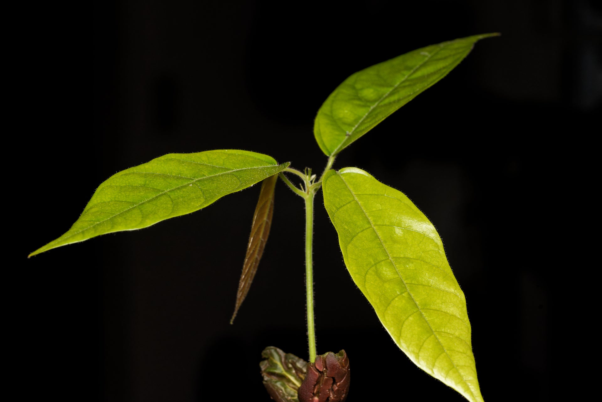 Kakaobaum (Theobroma cacao)