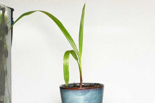 Frøplante af Mexicansk viftepalme (Washingtonia robusta)