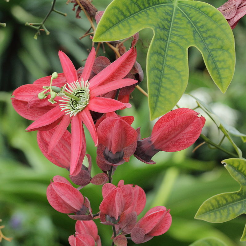 De fantastisk flotte og røde blomster af Rød passionsblomst (Passiflora princeps)