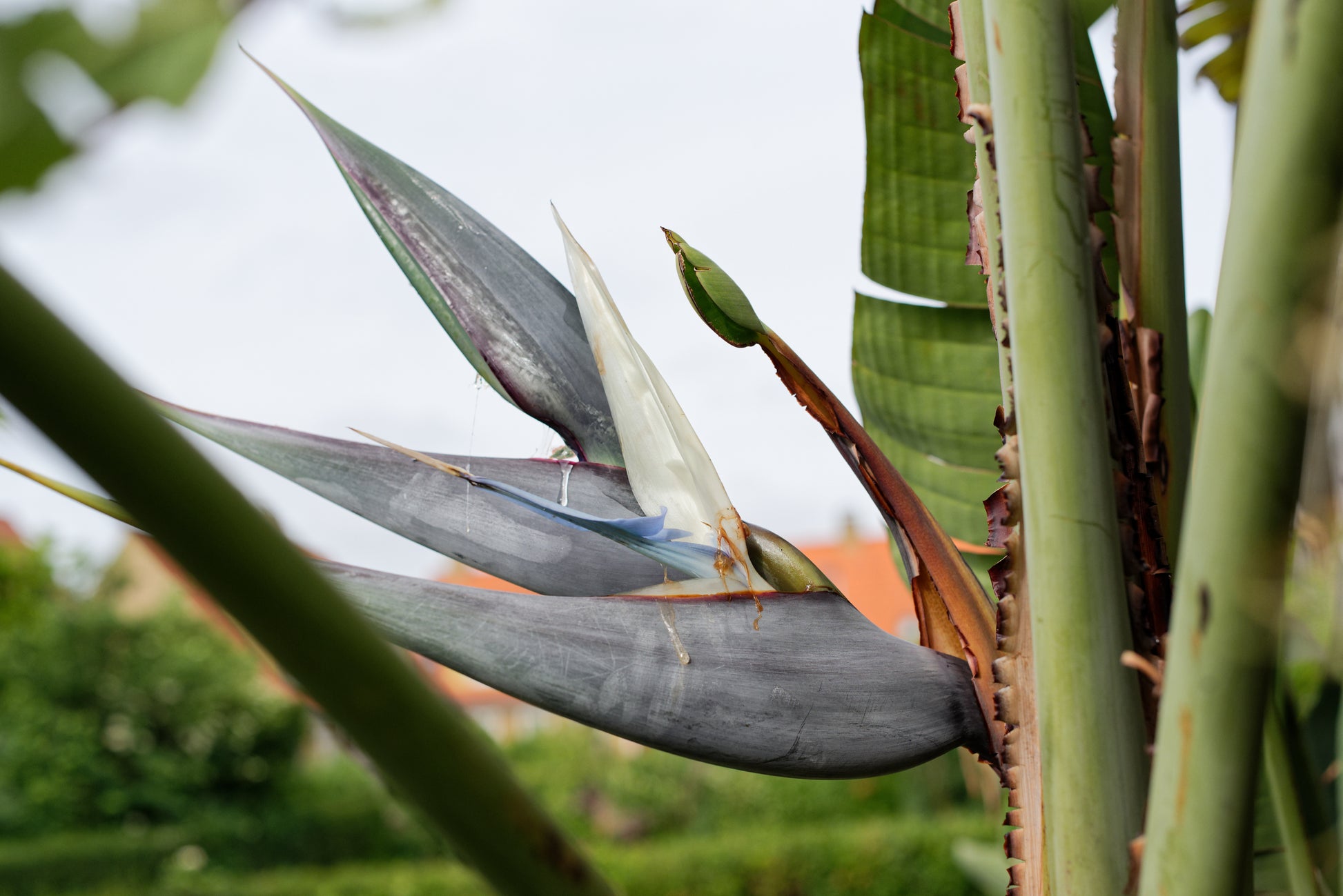 Baum-Strelitzie (Strelitzia nicolai)