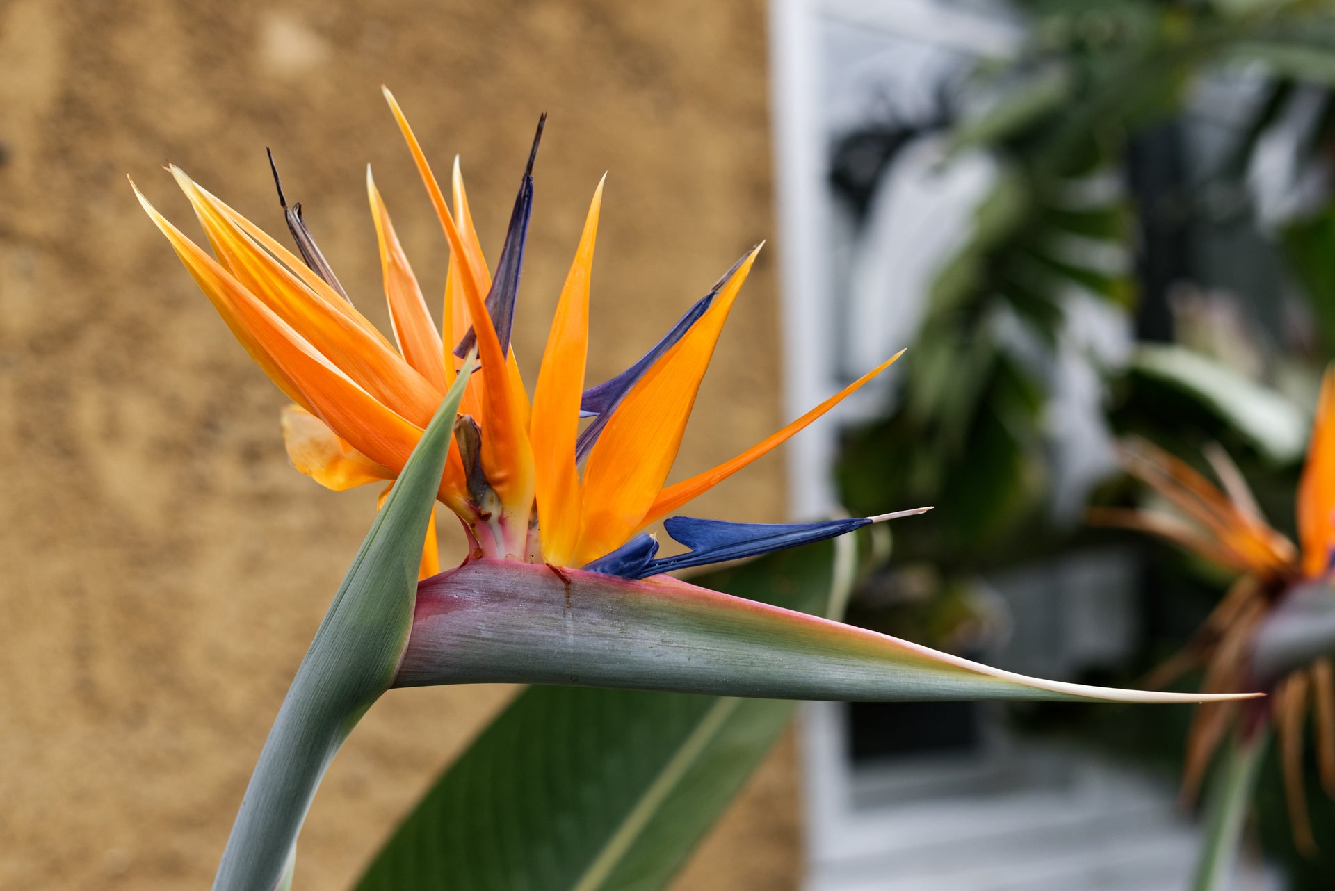 Paradiesvogelblume (Strelitzia reginae) – a Piece of Nature